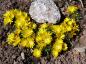 Preview: Plant group, growing in the garden